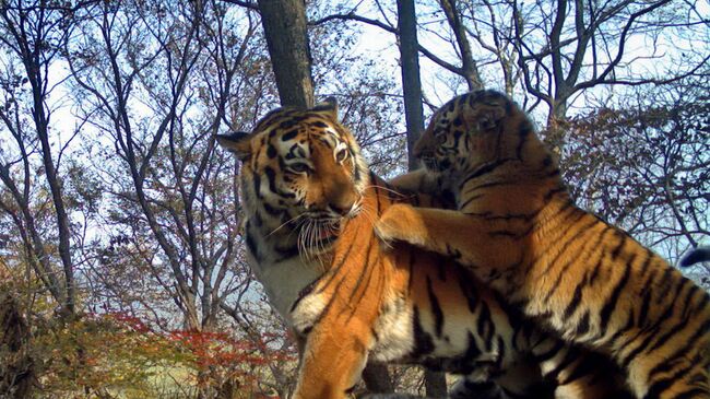 На Земле леопардов зафиксировали шесть новых амурских тигров