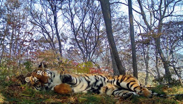 В итоге, вдоволь наигравшись, тигрята присоединились к ленивому отдыху матери