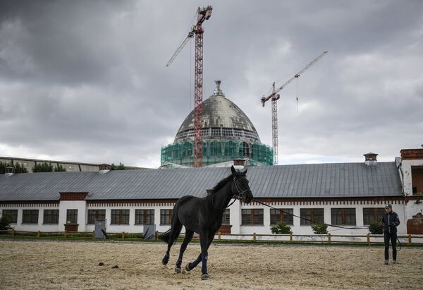 Лошадь на выводном кругу возле павильонов комплекса Коневодство на ВДНХ