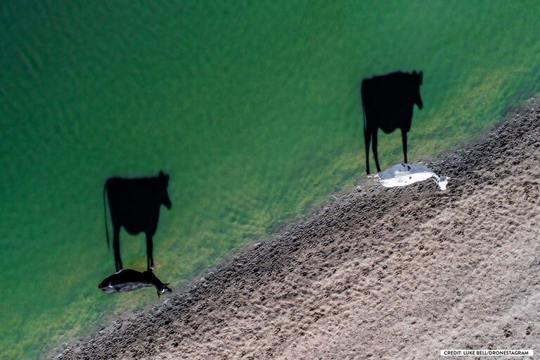 Фотография Two Moo, взявшая специальный приз фотоконкурса Dronestagram в категории Креатив