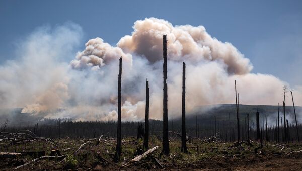 Последствия лесных природных пожаров в Бурятии. Архивное фото