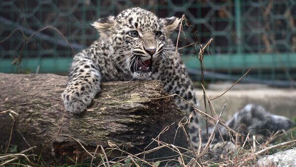 Выпущенные в дикую природу на Кавказе леопарды за год научились охотиться