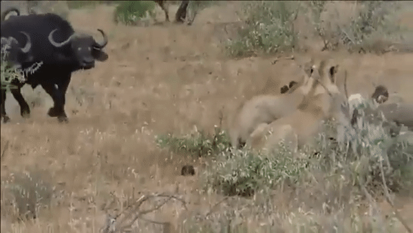 В ЮАР стадо буйволов спасло сородича ото львов