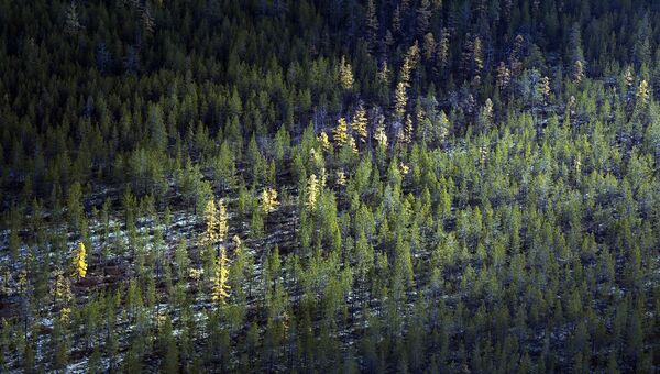 В Ненецком автономном округе очистили от мусора 160 гектаров леса