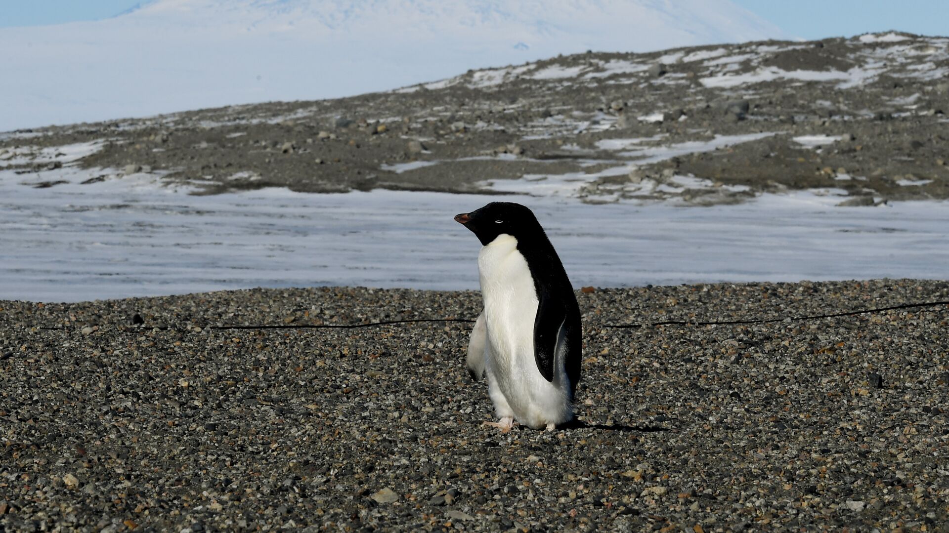 Пингвин на исследовательской станции в Антарктиде - РИА Новости, 1920, 21.05.2021