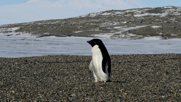 Пингвин на исследовательской станции в Антарктиде