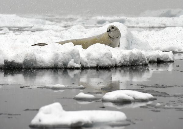 Тюлень на льдине в Антарктиде