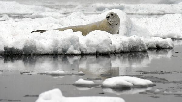 Тюлень на льдине в Антарктиде