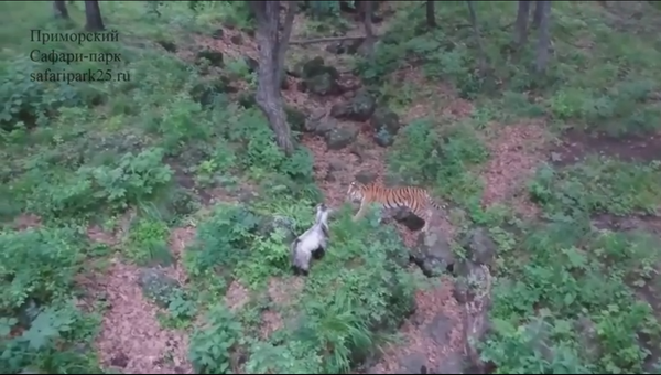 Тигрица Уссури и козел Тур в приморском сафари-парке