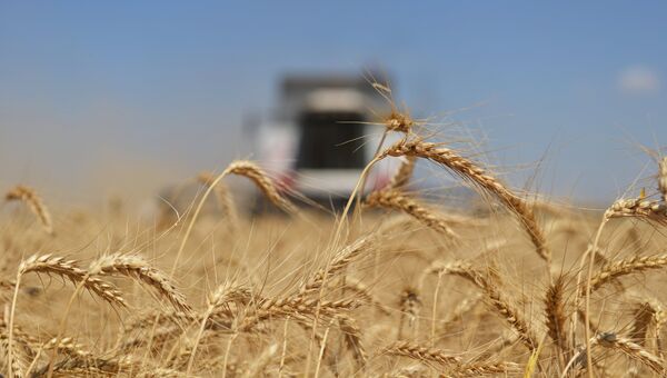 Уборка пшеницы в СПК Кировский в Ипатовском районе Ставропольского края