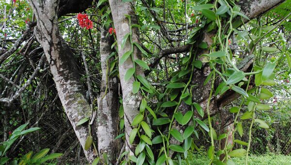 Ваниль на дереве плантации под мексиканским Туспаном