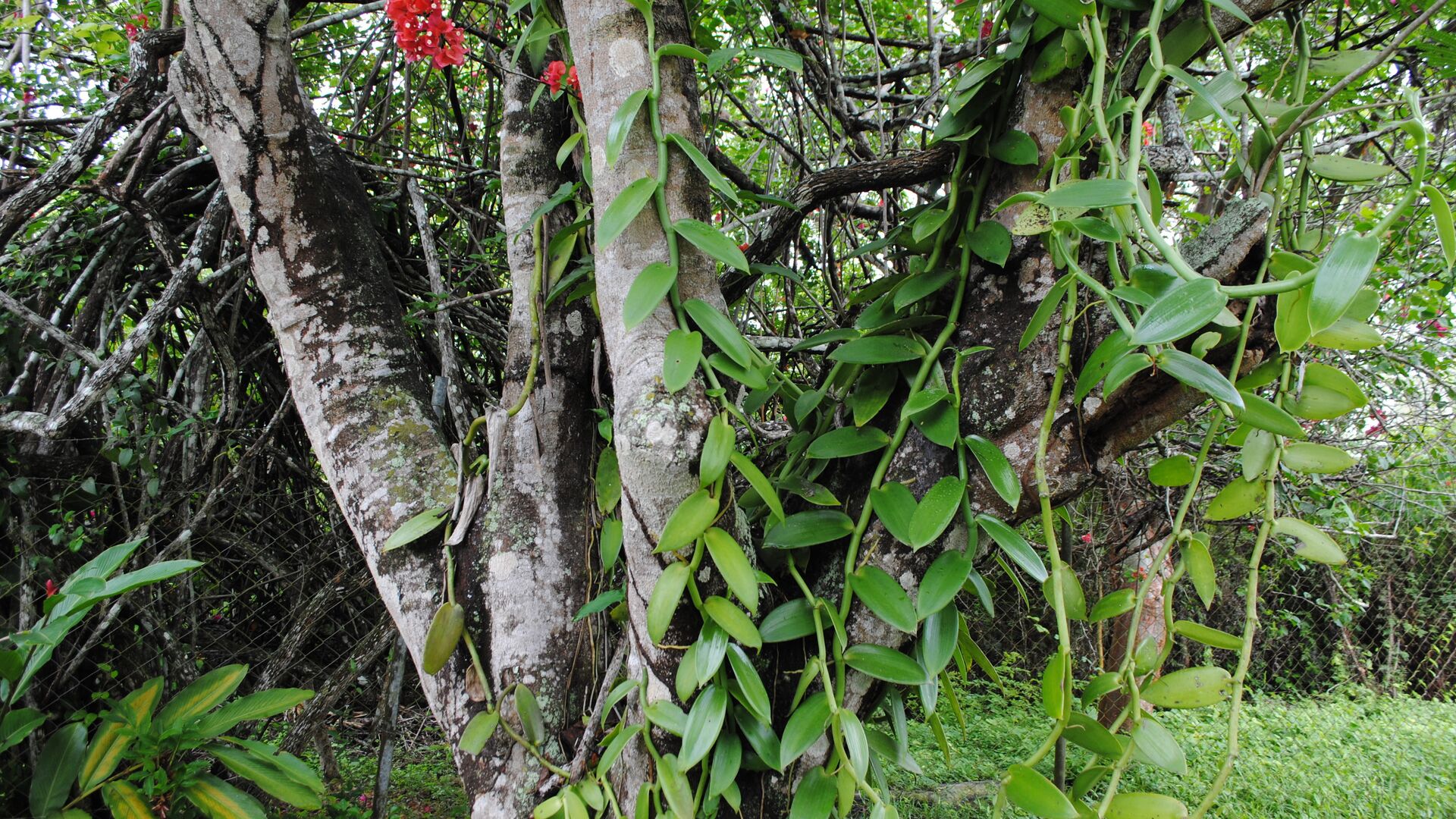 Ваниль на дереве плантации - РИА Новости, 1920, 13.03.2025