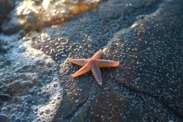 Морская звезда на берегу Онежского залива в районе мыса Глубокий