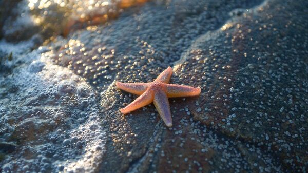 Морская звезда на берегу Онежского залива в районе мыса Глубокий
