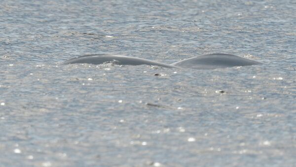 Белуха плавает рядом с берегом Онежского залива в районе мыса Глубокий