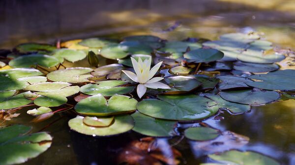 Водные растения для пруда. Какие нимфеи купить начинающим любителям загородных водоемов?