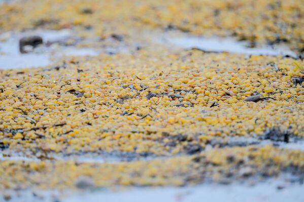 Род бурых водорослей фукус на берегу Онежского залива в районе мыса Глубокий