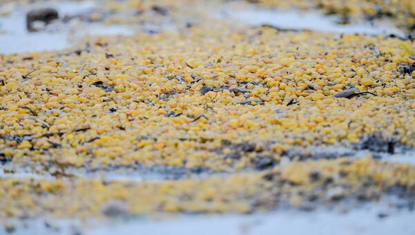Род бурых водорослей фукус на берегу Онежского залива в районе мыса Глубокий
