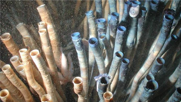 Глубоководные черви из Карибского моря, самые долгоживущие животные на Земле
