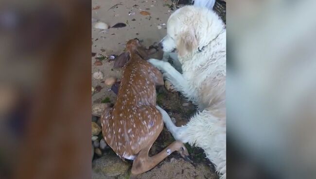 Собака вытащила из воды тонувшего олененка и пыталась его реанимировать