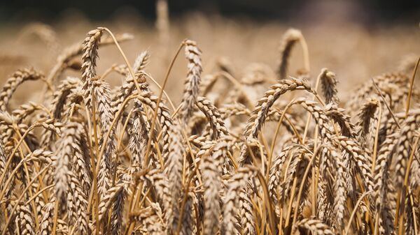 Пшеницы на полях АО Агрокомплекс в Краснодарском крае