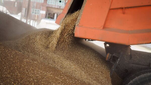 Пшеница собранная на полях АО Агрокомплекс в Краснодарском крае