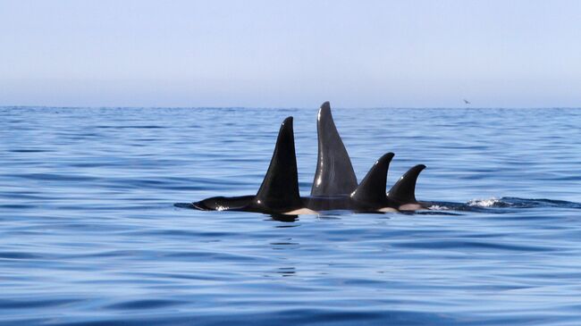 Море. Архивное фото