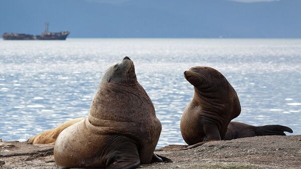На Камчатке появился новый официальный праздник, посвященный защите морских животных