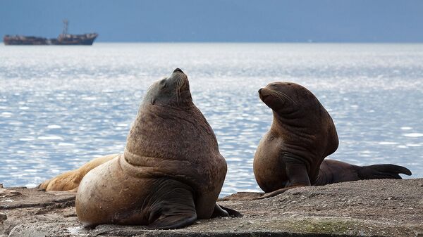 На Камчатке появился новый официальный праздник, посвященный защите морских животных