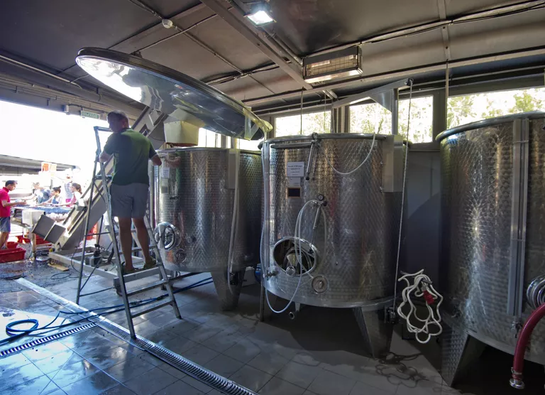 Переработка винограда в винодельческом хозяйстве UPPA Winery в селе Родное Переработка винограда в винодельческом хозяйстве UPPA Winery в селе Родное