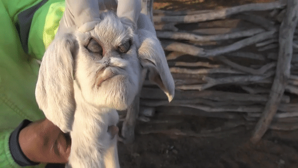В Аргентине появился на свет козленок-мутант с человеческим лицом