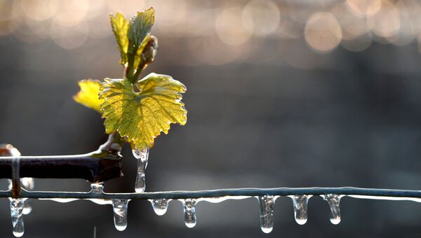 Виноградники, покрытые водой, которая была распылена для защиты их от мороза в Шабли, Франция. 28 апреля 2017