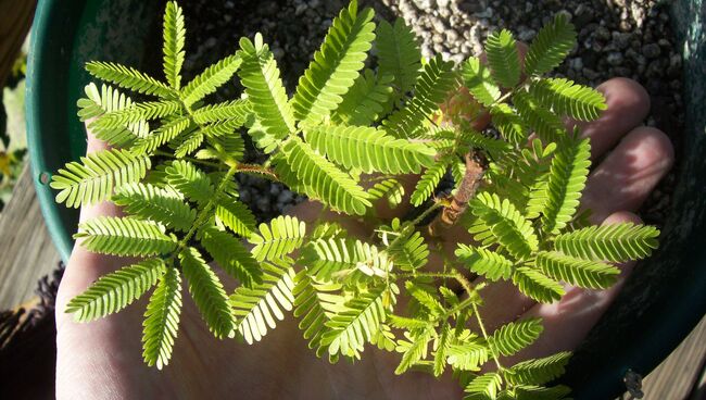 Растение мимоза хостилис (Mimosa tenuiflora). Архивное фото