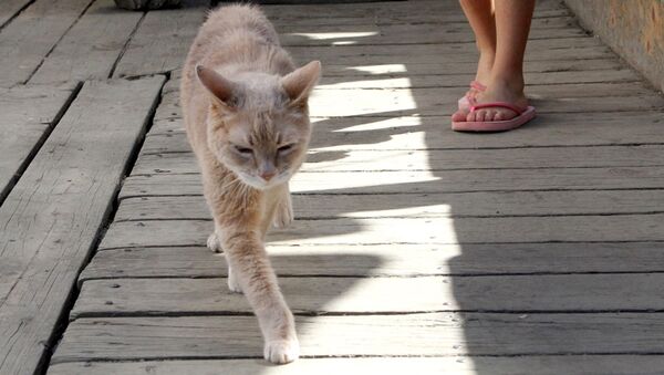 Кот по кличке Стаббс, почетный мэр города Талкитна. Архивное фото