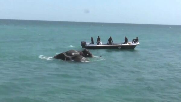 Спасение унесенных в море слонов у берегов Шри-Ланки. Кадры операции