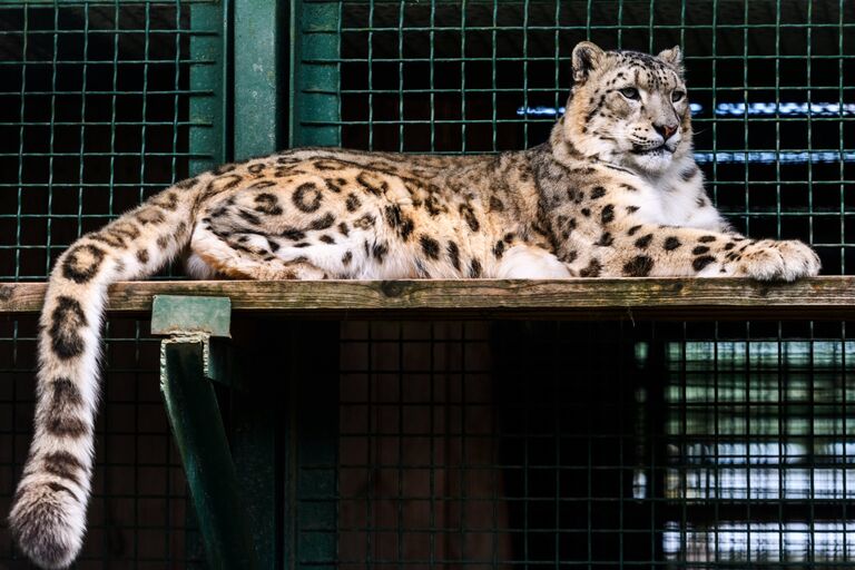 Ирбис в центре воспроизводства редких видов животных Московского зоопарка в селе Сычево Московской области