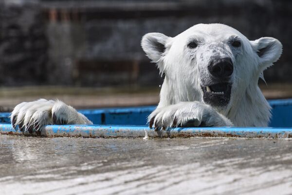 Белый медведь в центре воспроизводства редких видов животных Московского зоопарка в селе Сычево Московской области