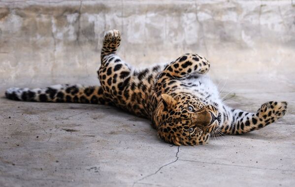 Дальневосточный леопард в центре воспроизводства редких видов животных Московского зоопарка в селе Сычево Московской области