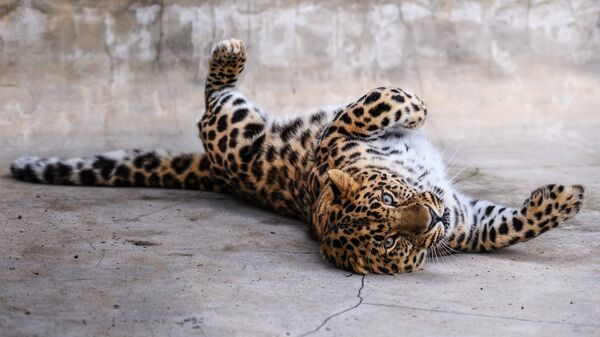 Леопард. Архивное фото