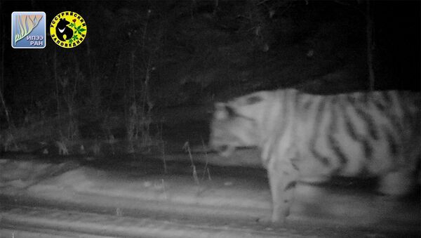Молодая тигрица, появившаяся в Уссурийском заповеднике  в 2016 году