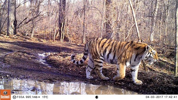 Молодая тигрица, появившаяся в Уссурийском заповеднике в 2016 году. На левом плече у тигрицы примерно месяц заживает рана. Апрель 2017 года