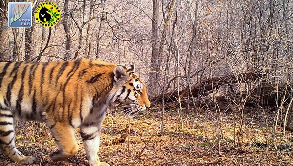 Молодая тигрица, появившаяся в Уссурийском заповеднике в 2016 году. На левом плече у тигрицы примерно месяц заживает рана. Май 2017 года