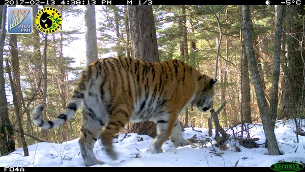 Тигрица Серьга, впервые отловленная в Уссурийском заповеднике в 2008 году
