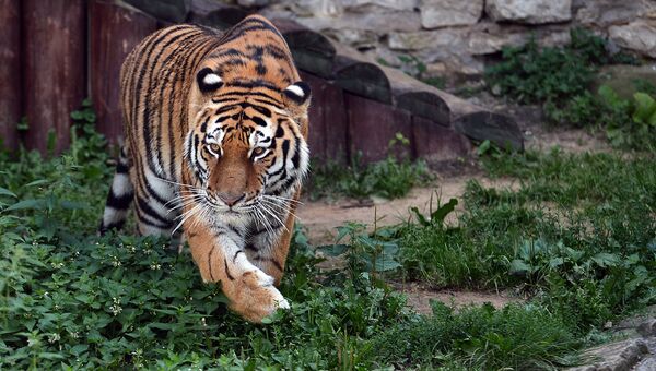Жизнь в полоску: интересные факты об амурском тигре