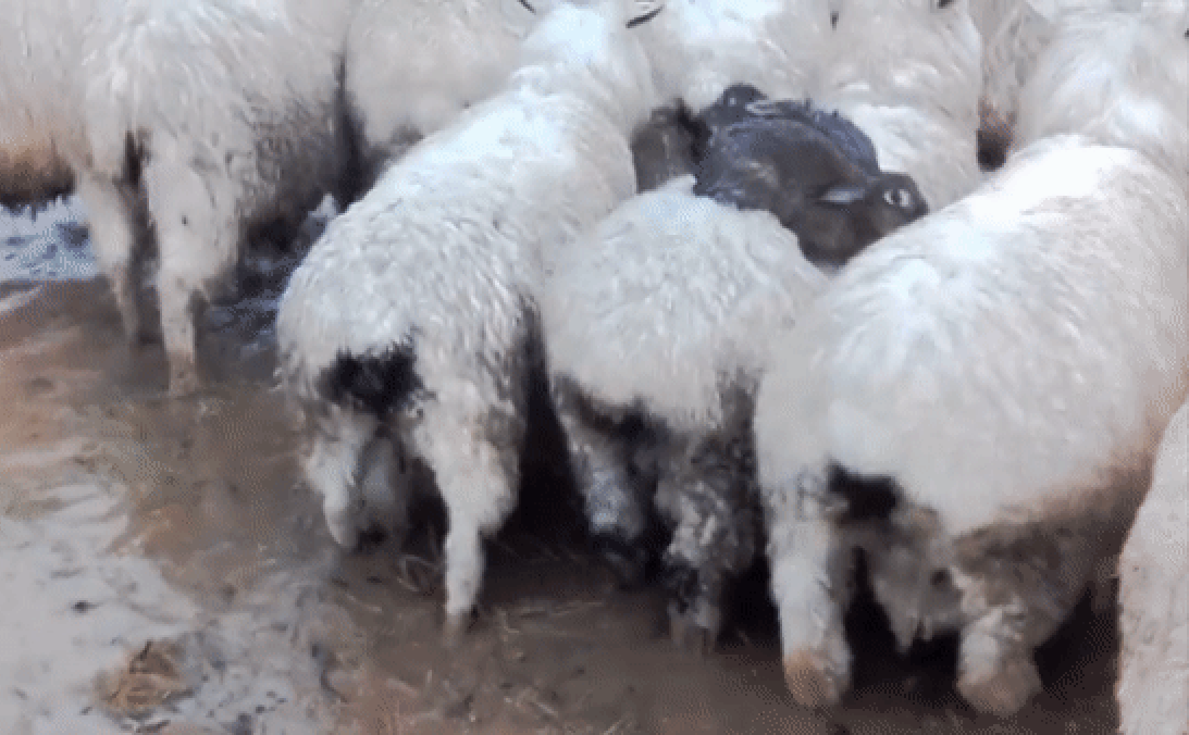 В Новой Зеландии овцы спасли кроликов от наводнения