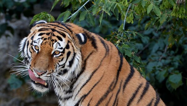 В Московском зоопарке отметят Международный день тигра