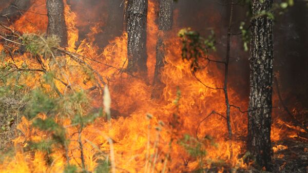 Пожар в лесу у поселка Сосновый бор в Воронежской области. 2 августа 2010
