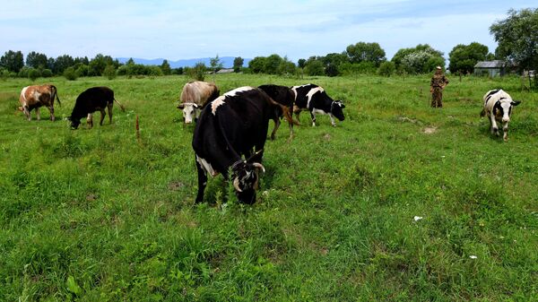Коровы пасутся на дальневосточном гектаре в Хабаровском крае. Архивное фото