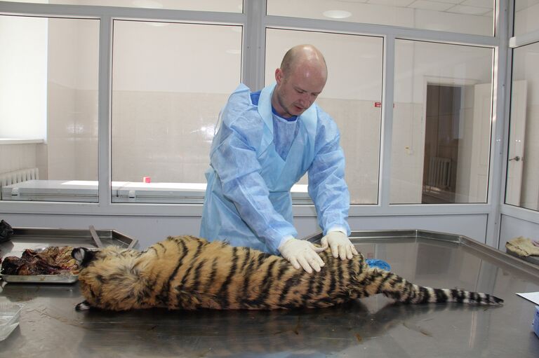 Директор Дальневосточного филиала Центра Амурский тигр Сергей Арамилев Директор Дальневосточного филиала Центра Амурский тигр Сергей Арамилев