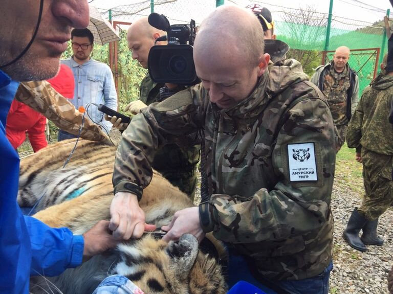 Директор Дальневосточного филиала Центра Амурский тигр Сергей Арамилев Директор Дальневосточного филиала Центра Амурский тигр Сергей Арамилев
